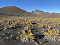 Pteridium aquilinum decompositum