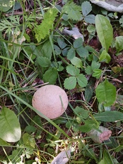 Lycoperdon excipuliforme