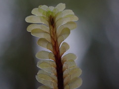 Macrodiplophyllum rubrum