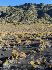 Pteridium aquilinum decompositum