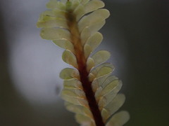 Macrodiplophyllum rubrum