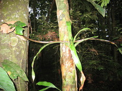 Chironius multiventris