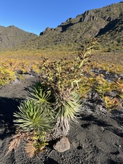 Argyroxiphium × Dubautia