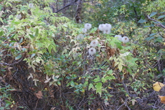 Clematis alpina sibirica