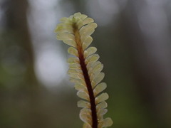 Macrodiplophyllum rubrum