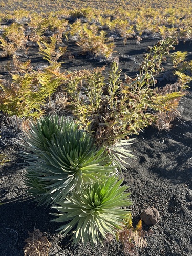 Argyroxiphium sandwicense × Dubautia menziesii