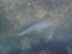 Carcharias taurus