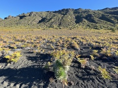 Argyroxiphium × Dubautia