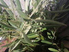 Olea europaea