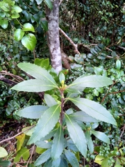 Maytenus magellanica