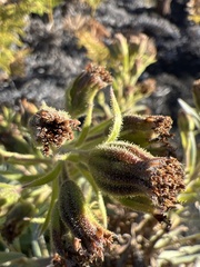 Argyroxiphium × Dubautia