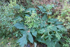 Heracleum dissectum