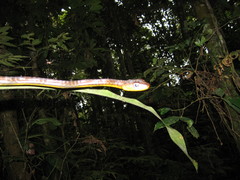 Chironius multiventris