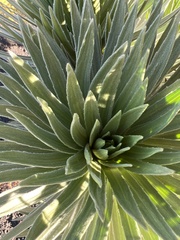 Argyroxiphium × Dubautia