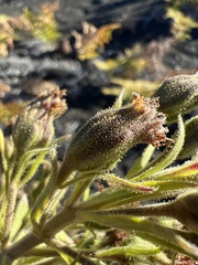 Argyroxiphium × Dubautia