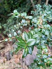 Rhaphithamnus spinosus