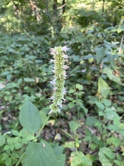 Agastache scrophulariifolia