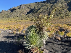 Argyroxiphium × Dubautia