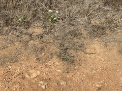 Thamnophis elegans terrestris