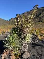 Argyroxiphium × Dubautia