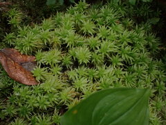 Sphagnum squarrosum