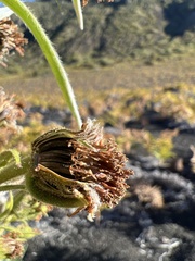 Argyroxiphium × Dubautia