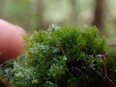 Riccardia chamedryfolia