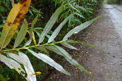 Salix schwerinii