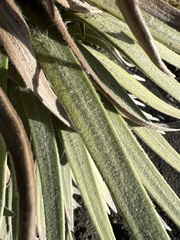 Argyroxiphium × Dubautia