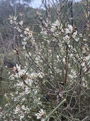 Hakea