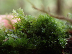 Riccardia chamedryfolia