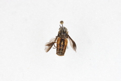 Chrysops
