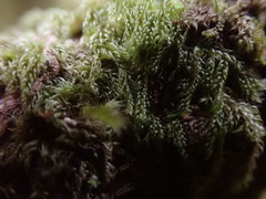 Hypnum circinale