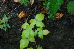 Rubus sachalinensis