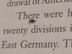 Macroscytus brunneus