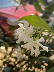 Trachelospermum jasminoides