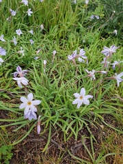 Ipheion uniflorum