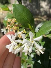 Trachelospermum jasminoides