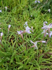 Ipheion uniflorum