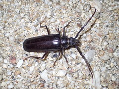 Derobrachus geminatus