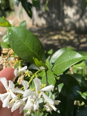 Trachelospermum jasminoides