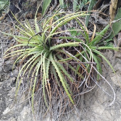 Hechtia