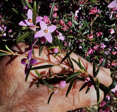 Boronia ledifolia