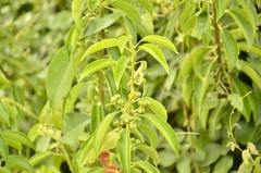 Excoecaria agallocha