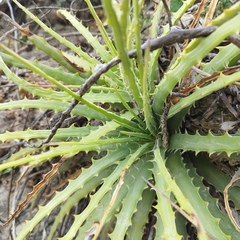 Hechtia