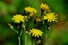 Smooth Hawkweed - Photo (c) Mark Kluge, some rights reserved (CC BY-NC), uploaded by Mark Kluge