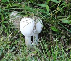 Amanita polypyramis