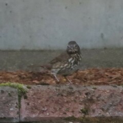 Passerella iliaca