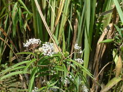Asclepias perennis