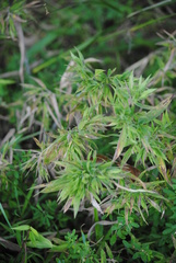 Cicuta virosa
